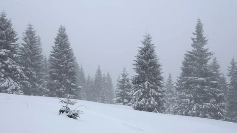 Strong snowfall in the mountains - snow falls from the gray sky Stock Footage 84771814