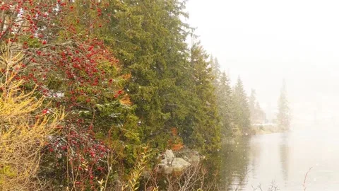 Strong snowfall on the old mountain lake. In the foreground, rowan bushes, on Stock Footage 152336796