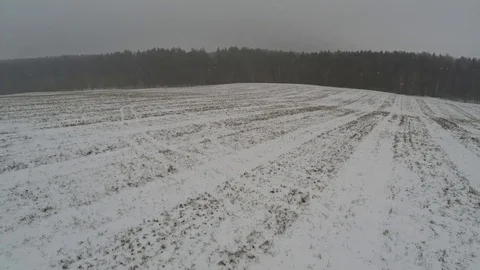 A strong snowstorm in the forest Video stock 85190447