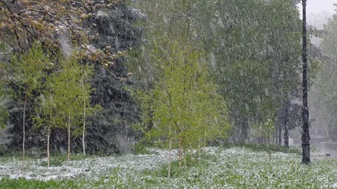 Strong spring blizzard Stock-Footage 85380207