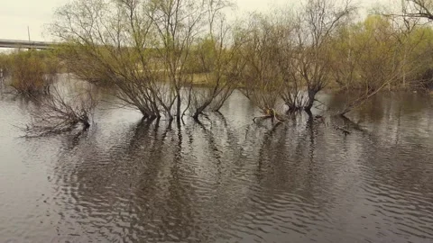 Strong spring flood, river overflow, flooded trees, aerial view. Stock Footage 172250322