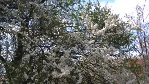 Strong spring wind blows the flowering plum tree Stock Footage 333503995