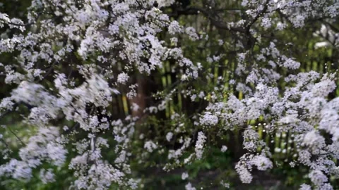 Strong spring wind blows the flowering plum tree Stock Footage 333503997