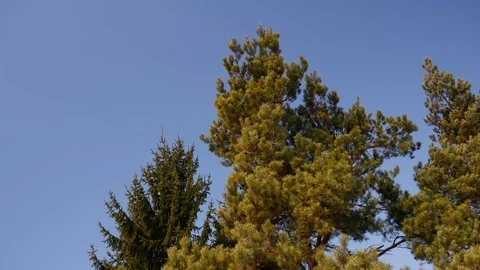 Strong spring wind blows the pine trees Stock Footage 104402522