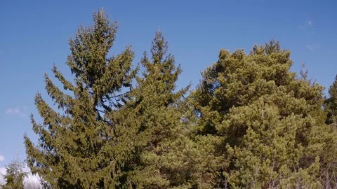 Strong spring wind blows the pine trees Stock Footage 104402532