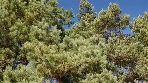 Strong spring wind blows the pine trees Stock Footage 104402538