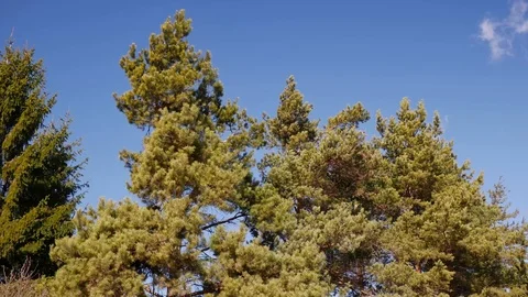 Strong spring wind blows the pine trees, Stock Footage 104402601