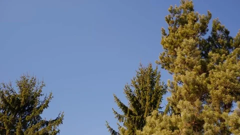 Strong spring wind blows the pine trees Stock Footage 104402752