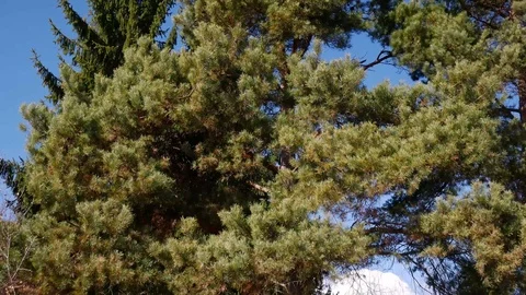 Strong spring wind blows the pine trees Stock Footage 104402779