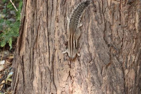 Strong of squirrel at summer dead tree stamp Stock Photos