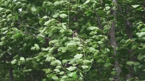 Strong storm develops and shakes the leaves on tree branches in a dense fores Video stock 310715205