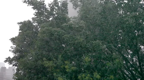 Strong storm hits the tree Stock Footage 50217018