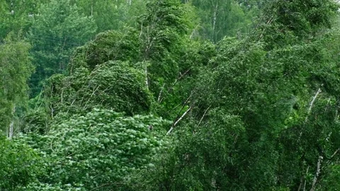Strong storm shakes trees from wind in summer Stock Footage 142366201