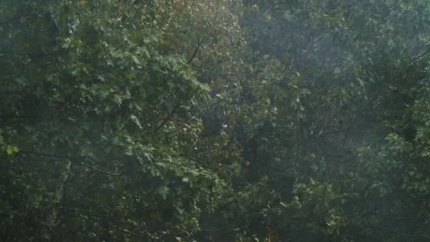 Strong storm with wind and rain bends tree branches in a deciduous park Stock Footage 249296553