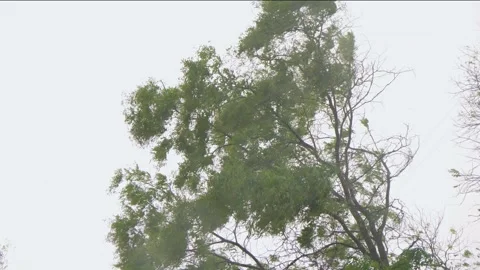 Strong storm wind and rain, swaying of large tree under influence of hurrican Stock Footage 255498347