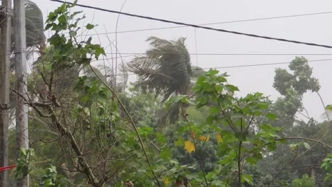 Strong storm wind gust blowing bending swaying trees forest jungle plants branch Stock Footage 155437012