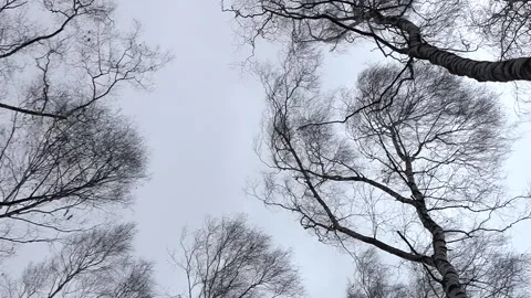 Strong storm wind moving trees in low angle view in 360 rotate, real time hd. Stock Footage 230650061