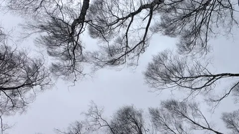 Strong storm wind moving trees in low angle view, real time, hd. Stock Footage 233570914