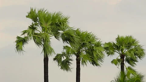 Strong storm wind sways the palm trees on dramatic sky background.  Stock Footage 132546117