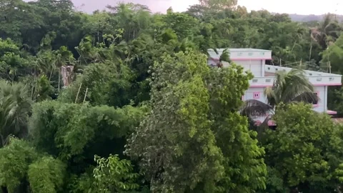 Strong Storm Winds Blowing Through Trees in Rural Bangladesh Stock Footage 342275246