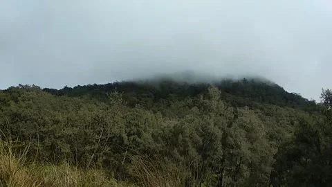 Strong storm winds hit the forest in the mountains Stock Footage 149873024