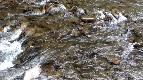 Strong stream of a mountain river Mountain river flowing near the green forest Stock Footage 116719308