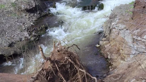 A strong stream of water in the river eroding the bank with exposed tree root Stock Footage 305897252