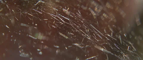Strong structure of spiders web close-up 5.7K anamorphic video Stock Footage 311499959