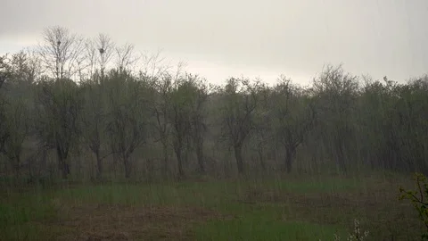 Strong summer rain on the clearing Stock Footage 106283103