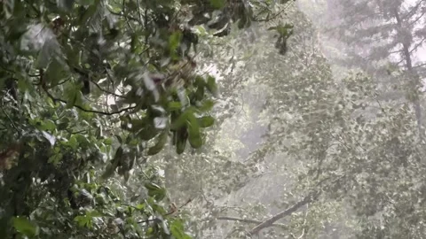 Strong summer storm hurricane wind rain hail bending breaking trees severe Stock Footage 311608370