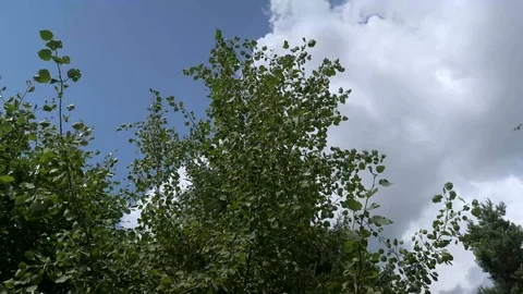 Strong summer wind blowing the poplar tree brenches Stock Footage 114697302