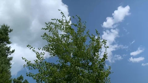 Strong summer wind blowing the poplar tree brenches Stock Footage 114697352