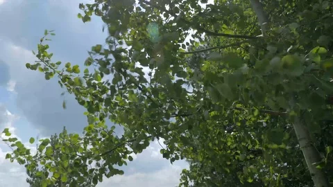 Strong summer wind blowing the poplar tree brenches Stock Footage 114697372