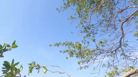 The strong summer wind swayed the branches tree with clear blue sky Stock Footage 235583550
