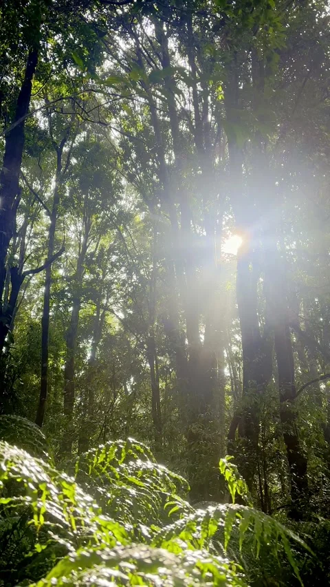 Strong sun flare through dense forest greenery Stock Footage 335431240