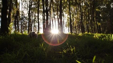Strong sun flare through a forest and small dog slow motion dolly 4K Stock Footage 242056294