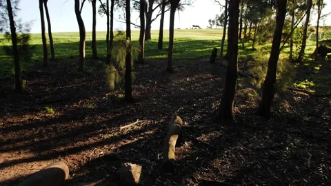 Strong sunlight flickers through trees slow motion tracking shot 4K Stock Footage 196780212