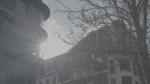 Strong sunlight with leafless tree branch Stock Footage 219321494