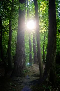 Strong sunrays shining between the trunks of tall trees in a dark forest Foto stock