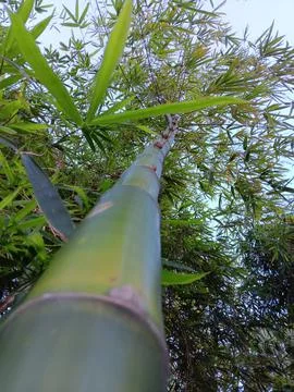 Strong tall durable bamboo. Stock Photos