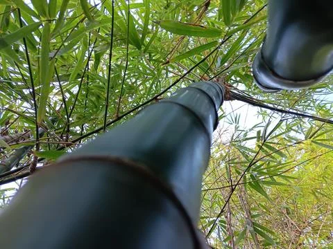 Strong tall durable bamboo. Stock Photos