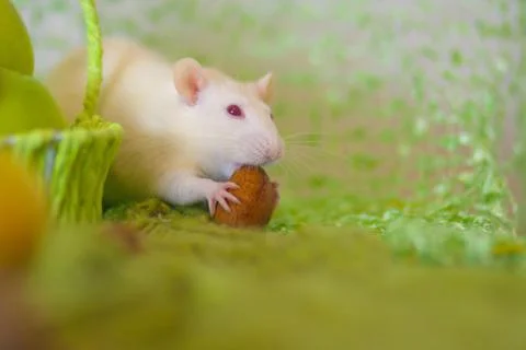 Strong teeth concept. The mouse nibbles the nut. Stock-Fotos