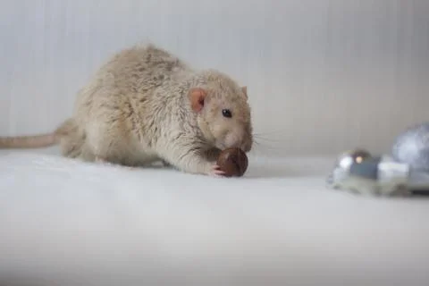 Strong teeth concept. White mouse eating a nut. Light rat Stock Photos