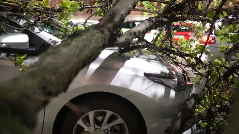Strong thunderstorm uprooted dry tree and destructed parked car on the side road Stock-Footage 231252201