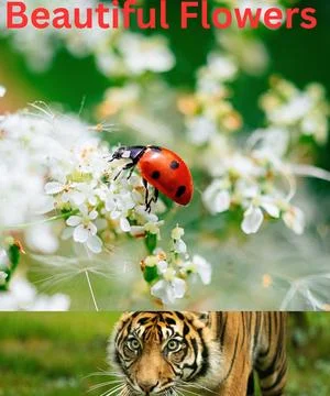 Strong Tiger walking in the forest Stock Photos