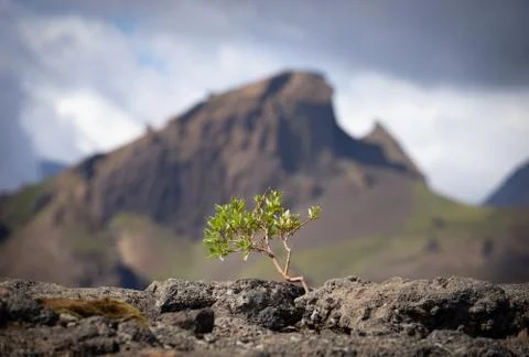 Strong tiny tree on the Volcanic landscape. Iceland, Laugavegur hiking track Foto stock