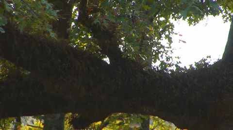 Strong Tree Branch Stock Footage 33604339