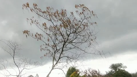 Strong tree shaking due Stock Footage 288833291