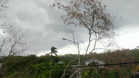 Strong tree shaking due Stock Footage 288834162