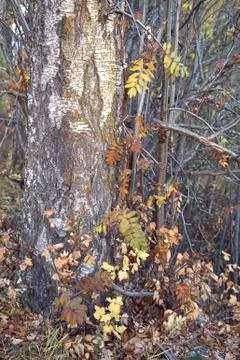 A strong tree stem with many dry and fallen decorative leaves around Stock Photos